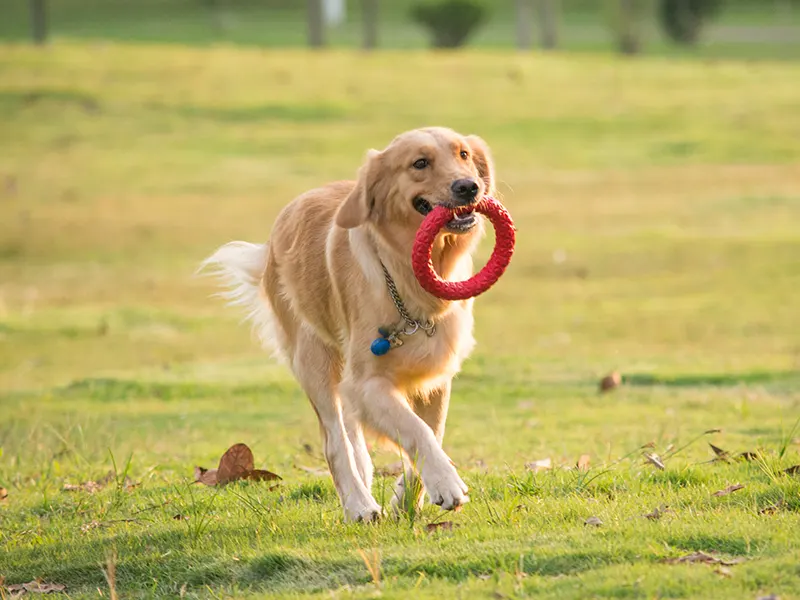 Köpek için en iyi çiğneme oyuncakları nelerdir?