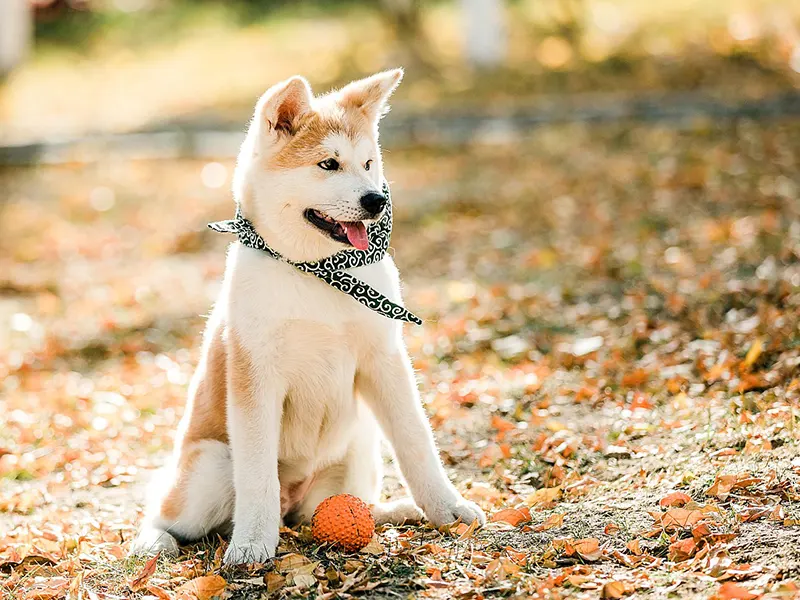 Yavru köpekler için hangi oyuncaklar iyidir?