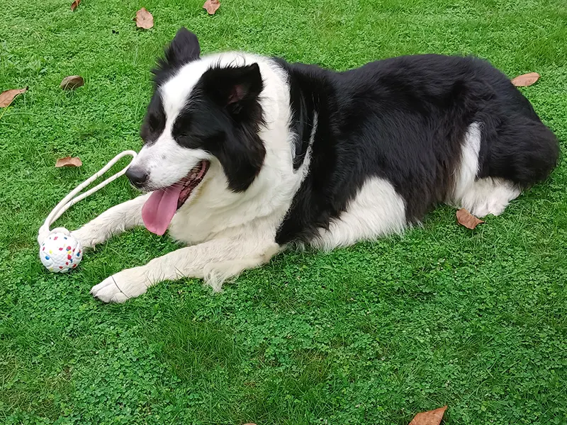 İpli köpek oyuncaklarının faydaları ve tehlikeleri nelerdir?