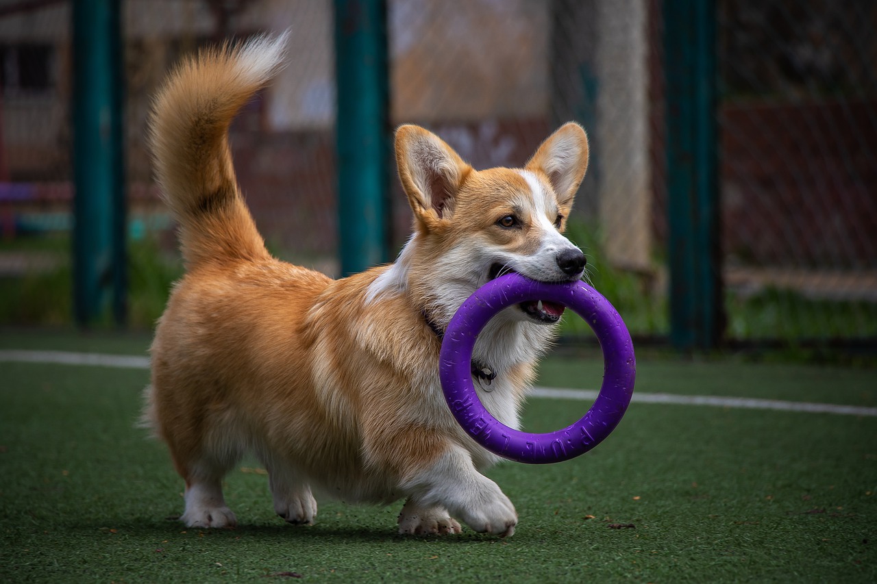 Mutlu köpek oyuncakları！ Mutlu sağlıklı yaşam！