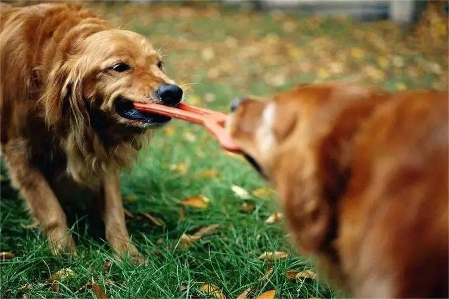 Köpekler Arasında Köpek Oyuncakları Saldırganlığını Yönetmek ve Önlemek